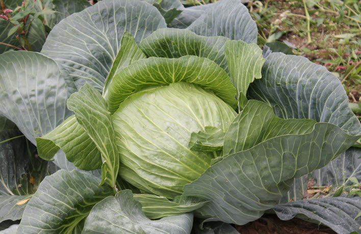 Zelí
